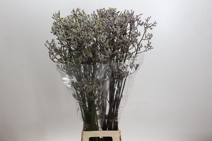 <h4>Anigozanthos 'Lilac Queen'</h4>