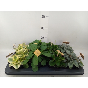 Peperomia   ...mix