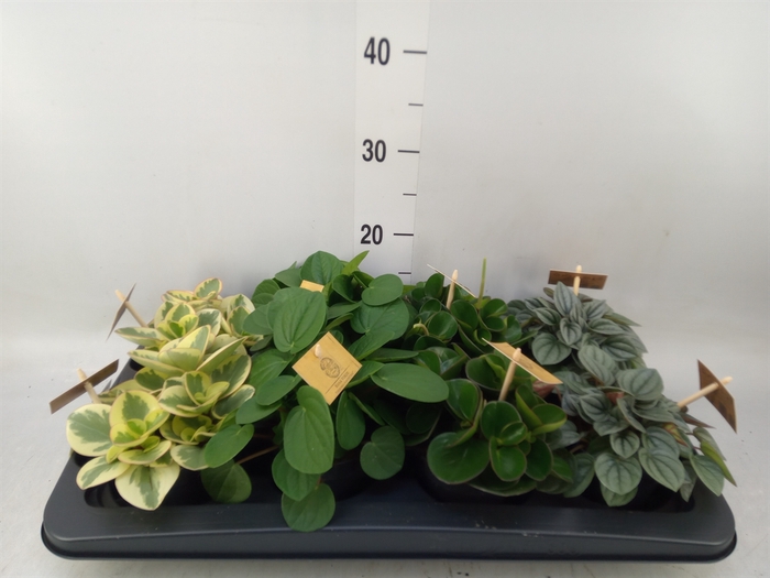 <h4>Peperomia   ...mix</h4>