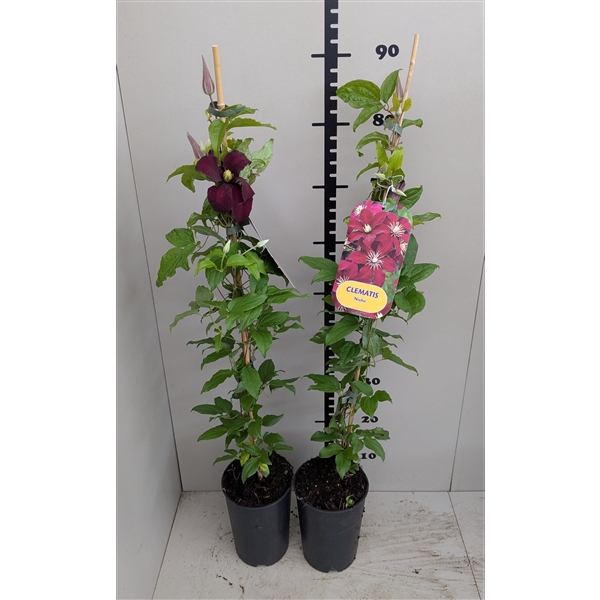 <h4>Clematis 'Niobe'</h4>
