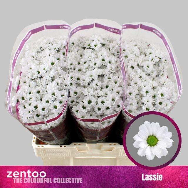 <h4>CHR S AAA LASSIE</h4>