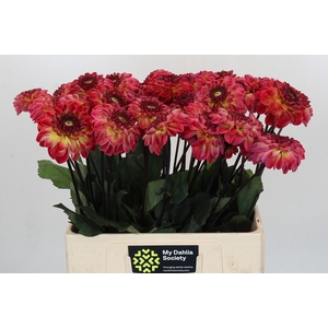 Dahlia Dancing Don