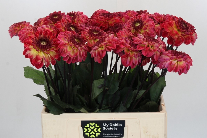 Dahlia Dancing Don