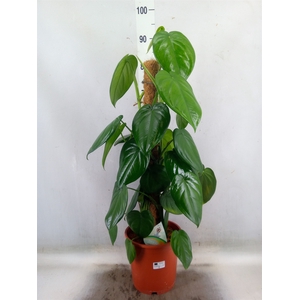 Syngonium   ...