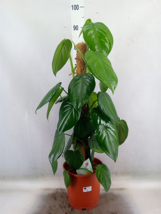 <h4>Syngonium   ...</h4>