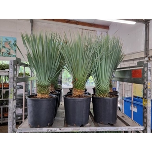 YUCCA ROSTRATA P28 90CM