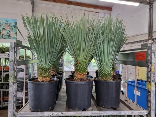 <h4>YUCCA ROSTRATA P28 90CM</h4>