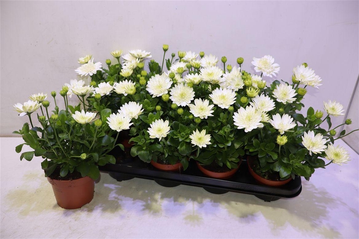 <h4>arr8 Osteo 3d Nanuk</h4>