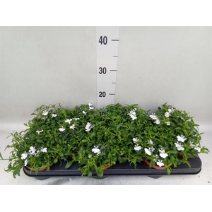 Lobelia erin. 'LagunTrail White'