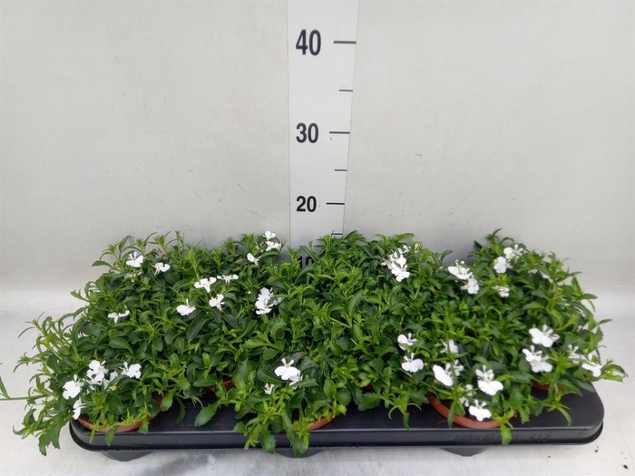 <h4>Lobelia erin. 'LagunTrail White'</h4>
