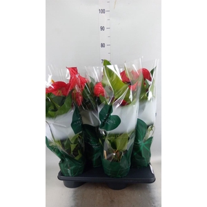 Anthurium andr. 'Nevada'