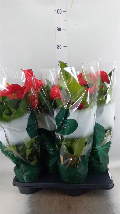 <h4>Anthurium andr. 'Nevada'</h4>