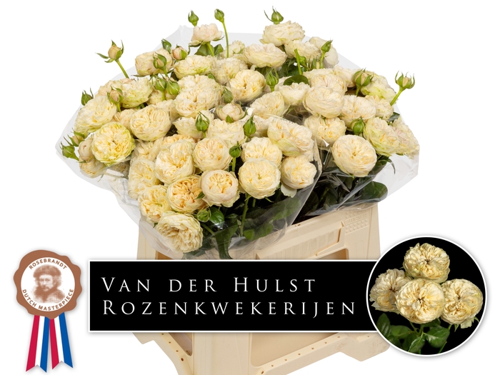 <h4>R Tr Royal Champagne Paul Hulst</h4>