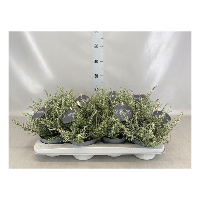 <h4>Vaste pltn   ...       [Perennials]</h4>