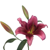 LIRIO REDFORD 090 CM HT MIN 2 FLS VERMELHO