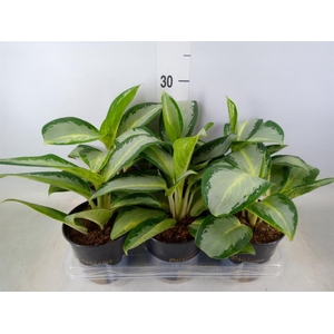 Aglaonema  'Silver Blue'