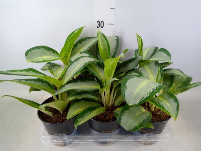 <h4>Aglaonema  'Silver Blue'</h4>
