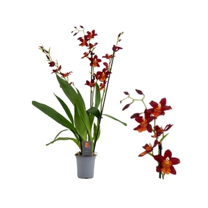 Inca Cambria Fire Alarm 3+ spike 9cm