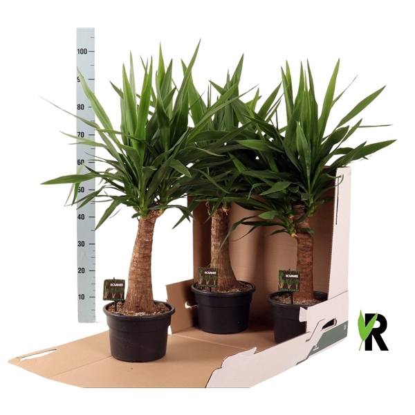 <h4>Yucca elephantipes zware rechte stam in fust 352</h4>