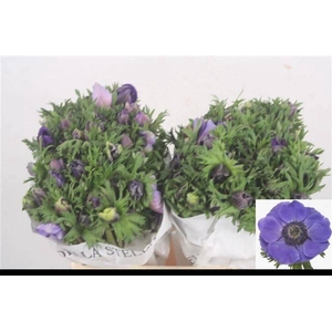 ANEM CO MIS + D BLUE