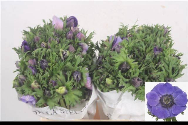 <h4>ANEM CO MIS + D BLUE</h4>