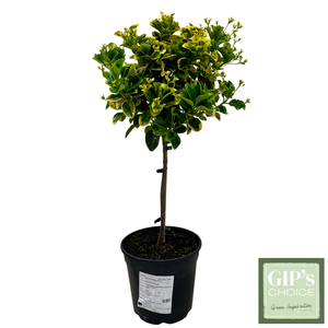Euonymus jap. 'Aureus' 1/4 Stem P24