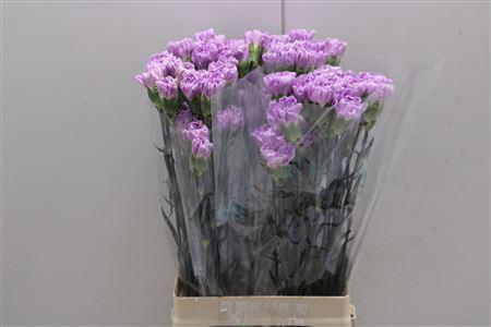 <h4>Di St Fl Moonaqua</h4>