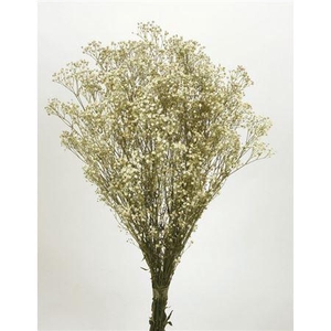 Dried Gyps Naturel Bunch