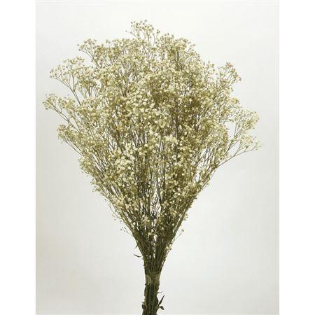 <h4>Dried Gyps Naturel Bunch</h4>