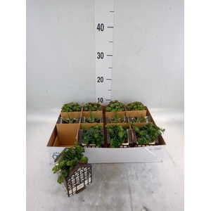 Planten  ..in schaal L%