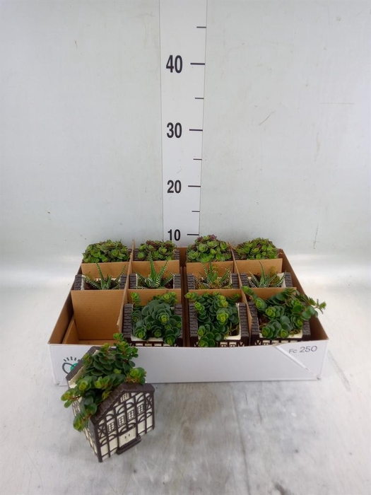 <h4>Planten  ..in schaal L%</h4>