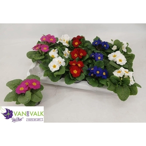 PRIM ACAULIS GEMENGD