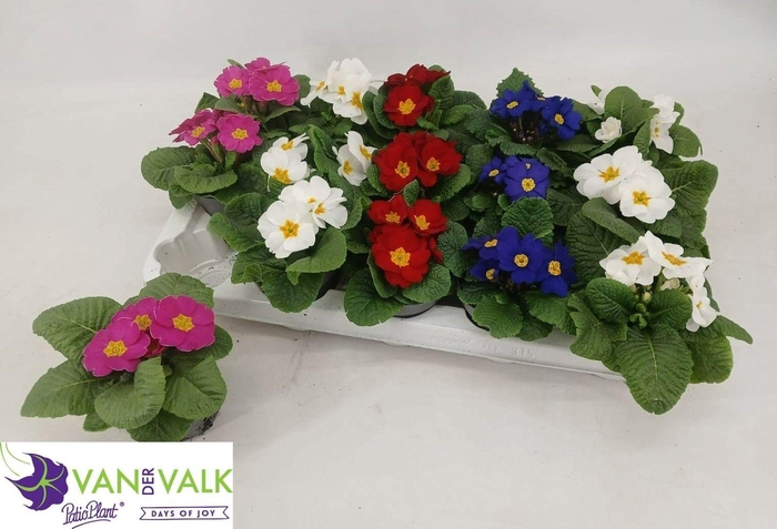 <h4>PRIM ACAULIS GEMENGD</h4>