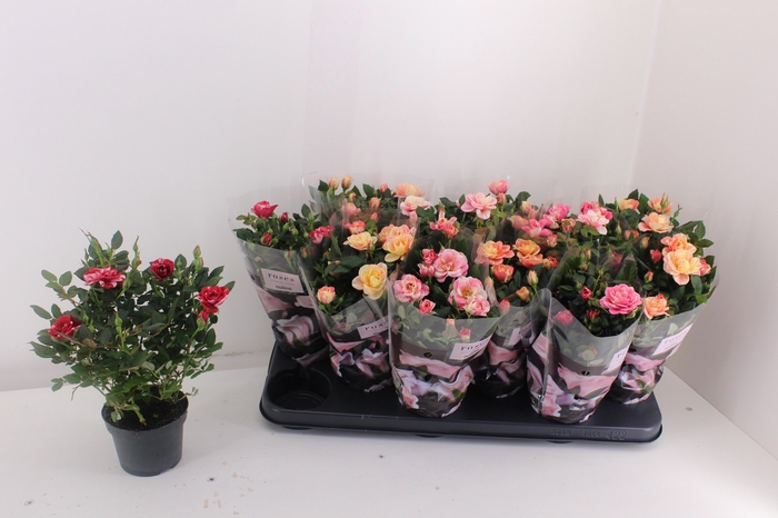 <h4>RO VICTORY GEM</h4>