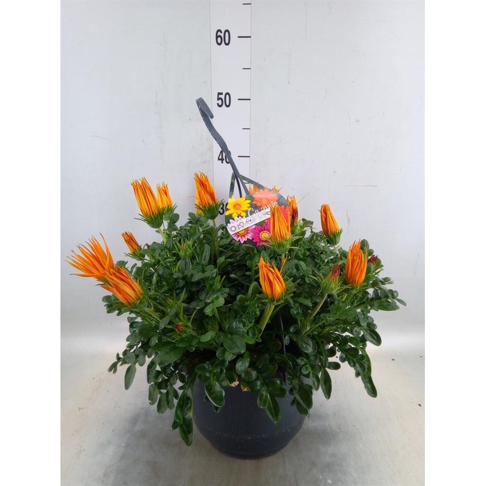 <h4>Gazania splen. 'Giant Deep Orange'</h4>