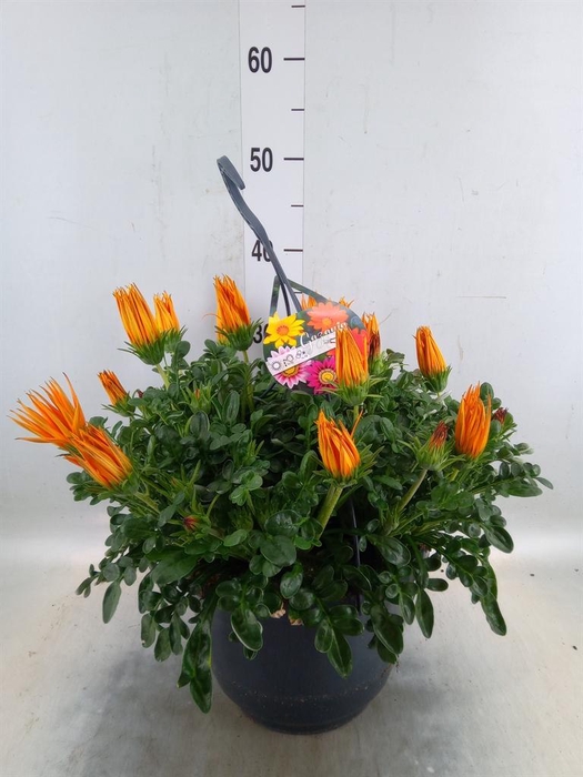 <h4>Gazania splen. 'Giant Deep Orange'</h4>