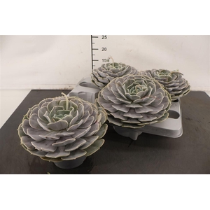 Echeveria Pollux 13 Cm. Pot
