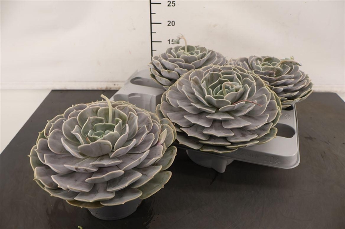 <h4>Echeveria Pollux 13 Cm. Pot</h4>