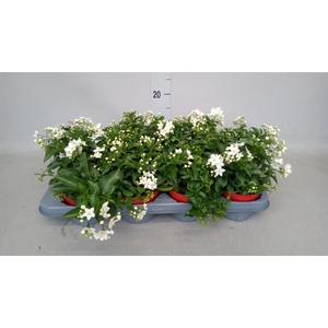 Solanum jasminoides
