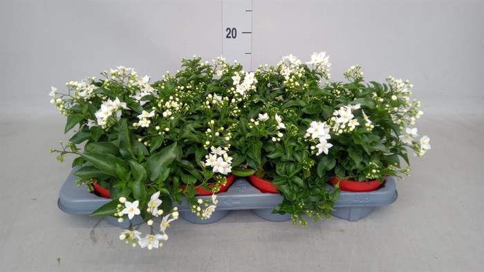 Solanum jasminoides