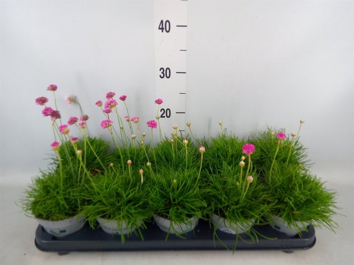 <h4>Armeria maritima</h4>