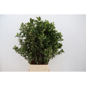 ARONIA MELANOCAR BLD 120CM