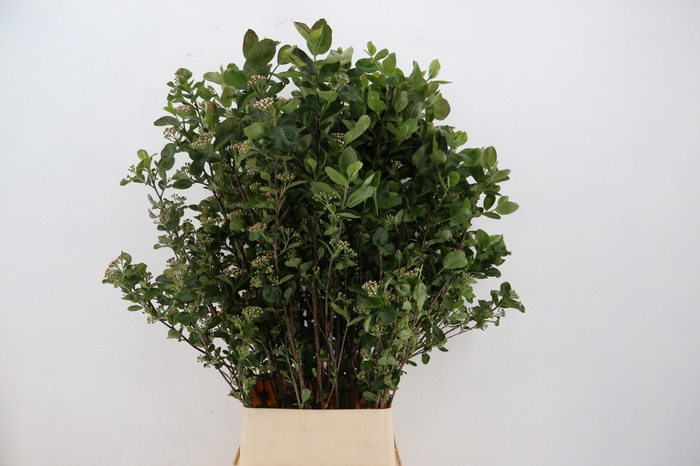<h4>ARONIA MELANOCAR BLD 120CM</h4>
