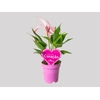 ANTHURIUM LILLI P09 PREMIUM