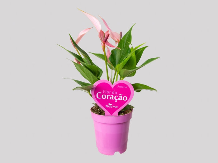 <h4>ANTHURIUM LILLI P09 PREMIUM</h4>