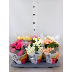 Begonia elat. DU   ...mix