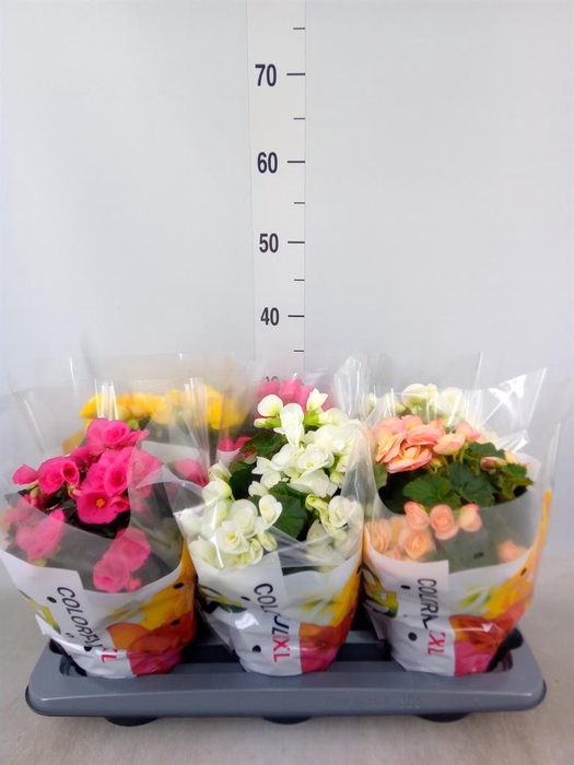 <h4>Begonia elat. DU   ...mix</h4>