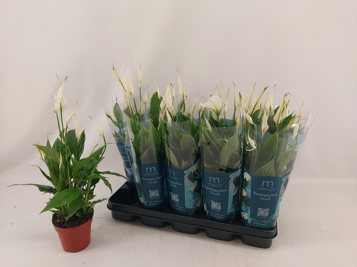 <h4>SPATH TORELLI</h4>