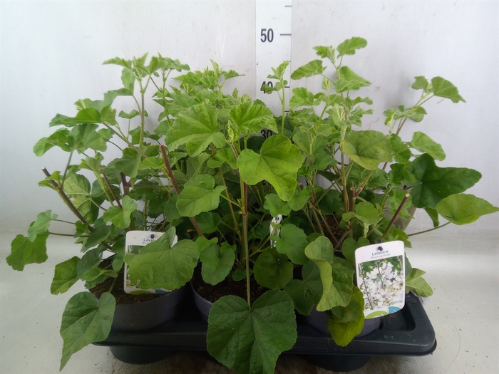 <h4>Lavatera  'Blushing Bride'</h4>