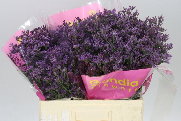 <h4>Lim. Sin Shooting Star</h4>